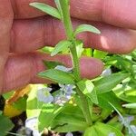 Veronica gentianoides Leaf