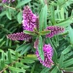 Hebe andersonii Flor