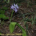 Scilla monophyllos Habit