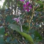 Rhododendron simsii Bloem