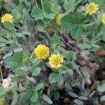 Trifolium aureum Cvet