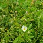 Viola arvensisFlors