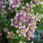 Clematis florida Kvet