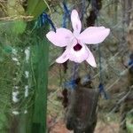 Laelia rubescens Feuille