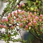 Rhododendron indicum অভ্যাস