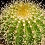 Parodia claviceps