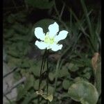 Parnassia fimbriata ᱛᱟᱦᱮᱸ