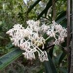 Tapeinosperma golonense Цветок