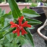 Silene chalcedonica 花