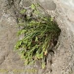 Asplenium seelosii Bark