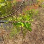 Phyllanthus emblica Leaf