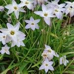 Ipheion uniflorum Hábito