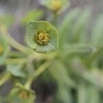 Euphorbia squamigera Leaf