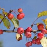 Malus baccata 果實