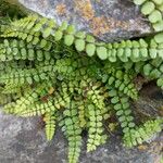 Asplenium trichomanesBlatt