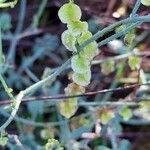 Rumex induratus ফল