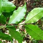 Tricalysia pallens Leaf