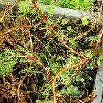 Myriophyllum aquaticum Corteccia