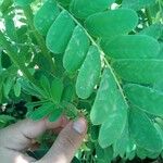 Senna didymobotrya Blatt