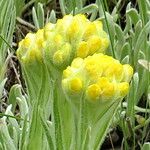 Helichrysum graveolens Flower