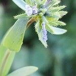 Linaria micrantha Blomma