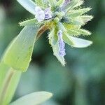 Linaria micrantha Flower