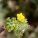 Linaria simplex പുഷ്പം