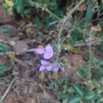 Desmodium uncinatum Flower