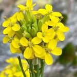 Erysimum virgatum Fleur