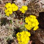 Erysimum rhaeticum Blomst