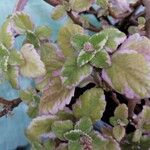 Plectranthus parviflorus Blad