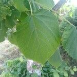 Tilia dasystyla Deilen