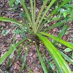 Aechmea magdalenae Leaf