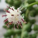 Senecio rowleyanus Цветок