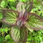 Ageratum conyzoides Folha