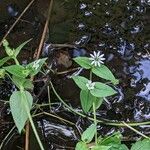 Stellaria aquatica Hábitos