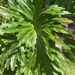 Philodendron bipinnatifidum Liść