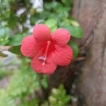 Barleria repens Flower