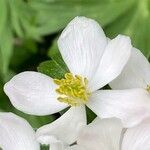 Anemonastrum narcissiflorum Blüte