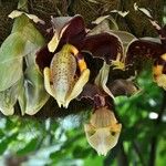 Stanhopea tigrina Flor