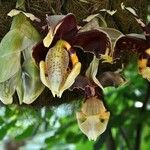 Stanhopea tigrina Blüte