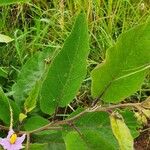 Solanum campylacanthum Feuille