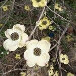 Cornus nuttallii 花