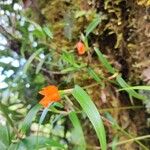 Scaphyglottis sigmoidea Flower