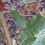 Rumex roseus Hoja