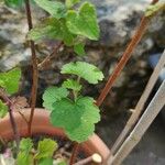 Lavatera bryoniifolia Leaf