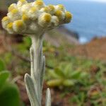 Pseudognaphalium sandwicensium Flower