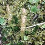 Selaginella selaginoides葉