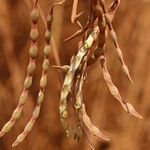 Vachellia hockii Fruit