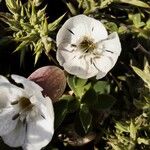 Silene uniflora Flor